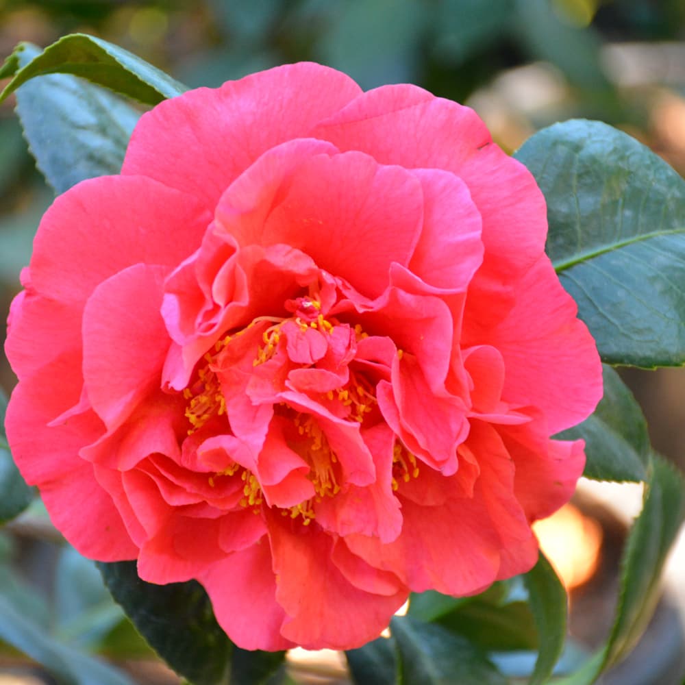 NetPS Plant Finder (www.netpsplantfinder.com)