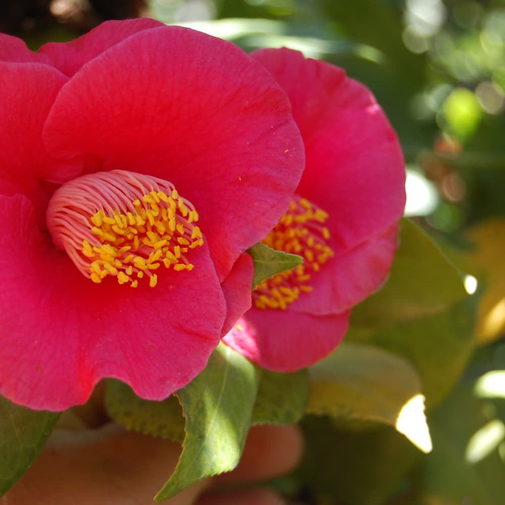 NetPS Plant Finder (www.netpsplantfinder.com)