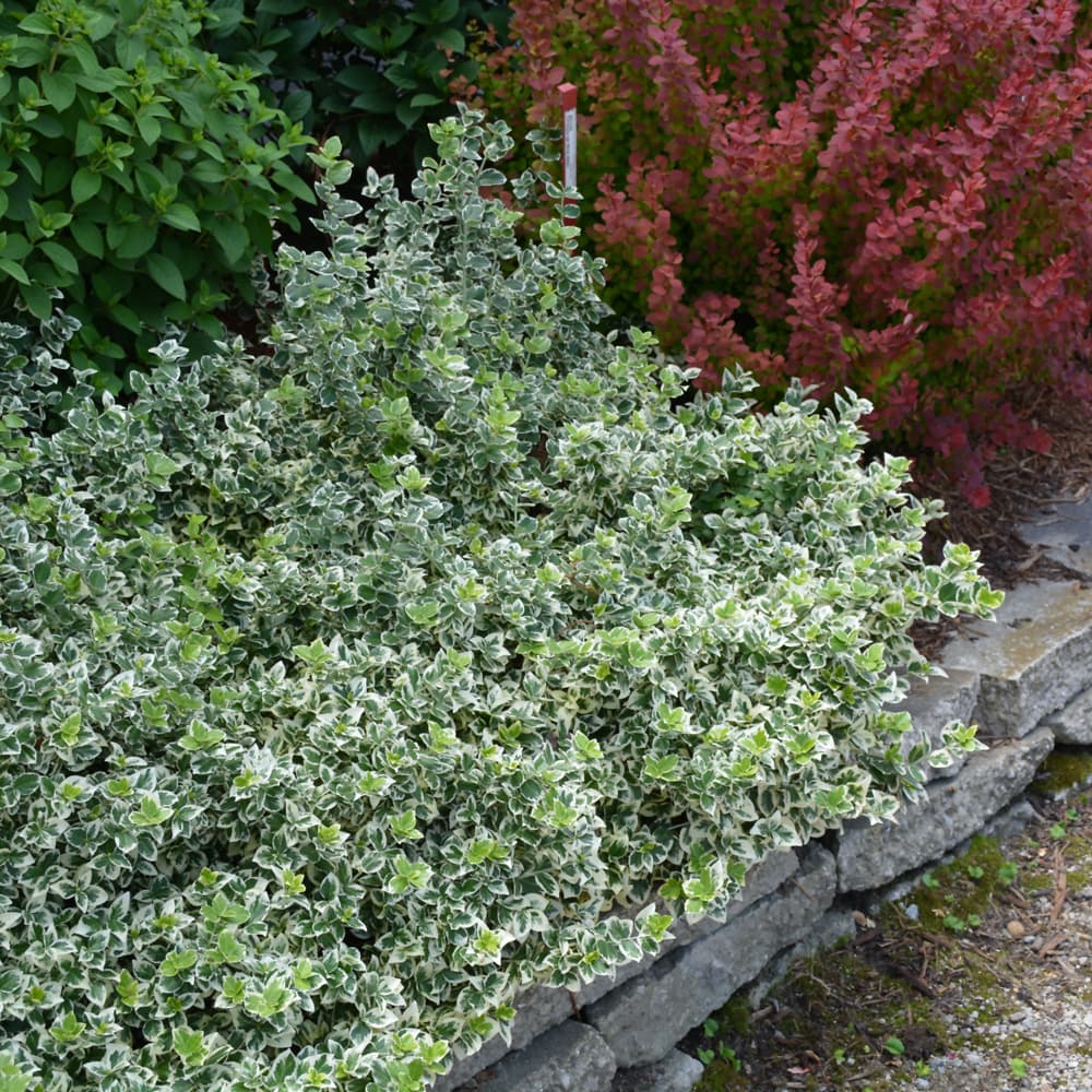 NetPS Plant Finder (www.netpsplantfinder.com)