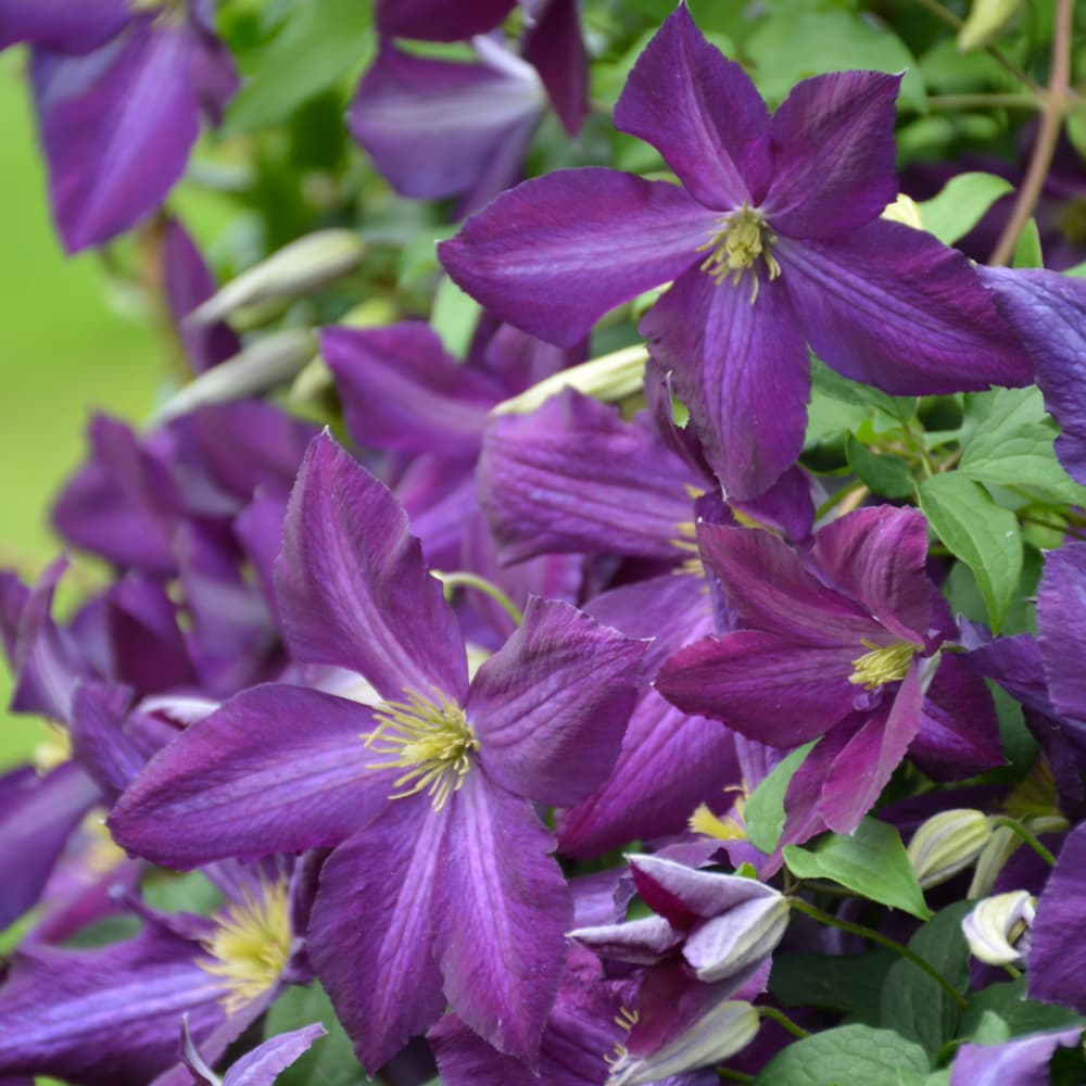 Clematis Happy Jack