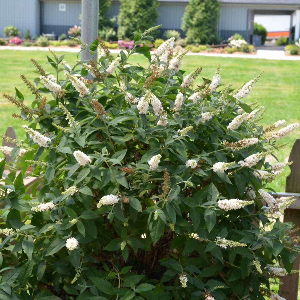 NetPS Plant Finder (www.netpsplantfinder.com)