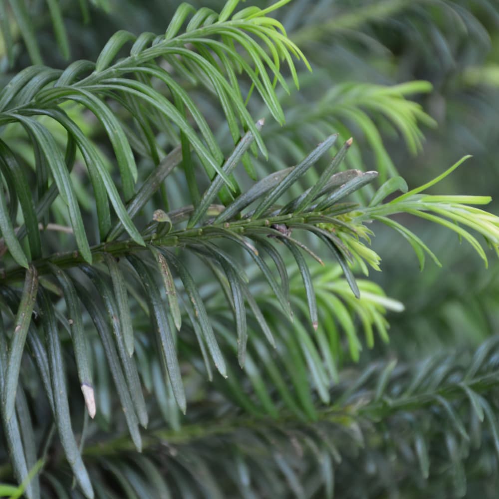 NetPS Plant Finder (www.netpsplantfinder.com)