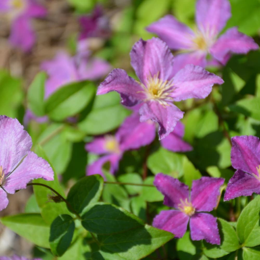 Clematis Jolly Good
