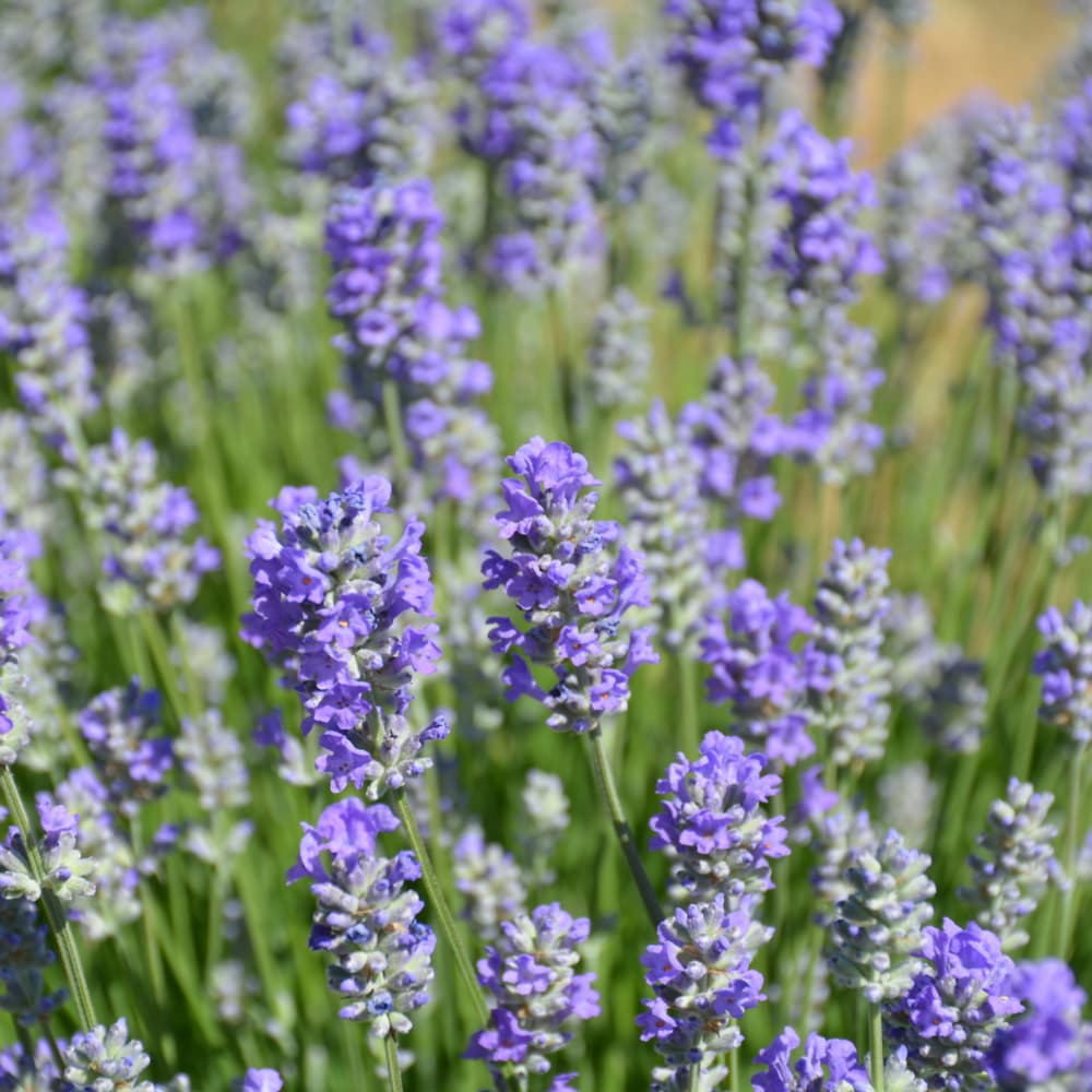 NetPS Plant Finder (www.netpsplantfinder.com)