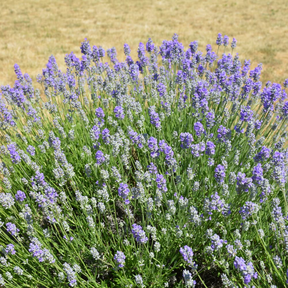 NetPS Plant Finder (www.netpsplantfinder.com)