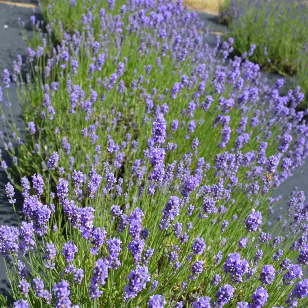 Lavender Hidcote Blue