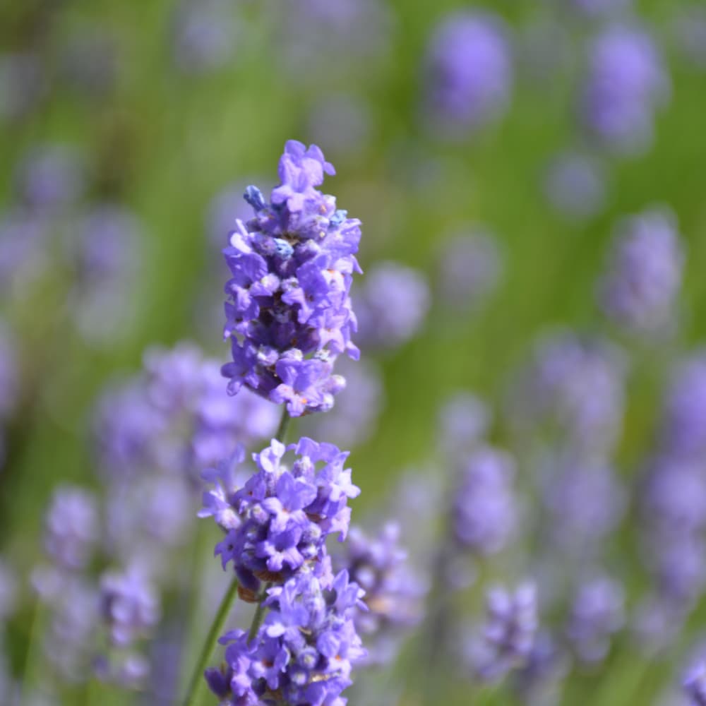 NetPS Plant Finder (www.netpsplantfinder.com)