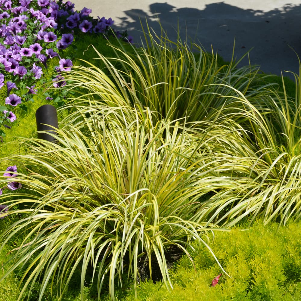 Grass Acorus Ogon