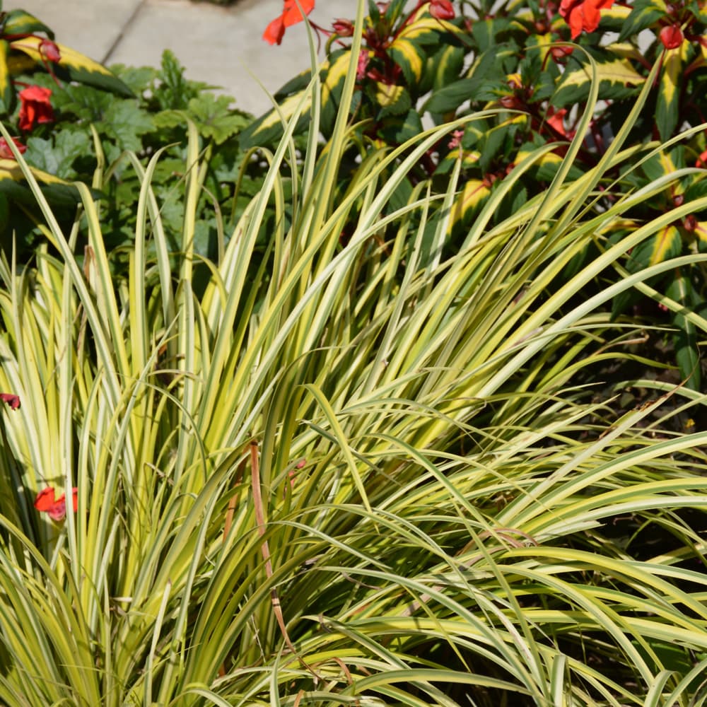 NetPS Plant Finder (www.netpsplantfinder.com)