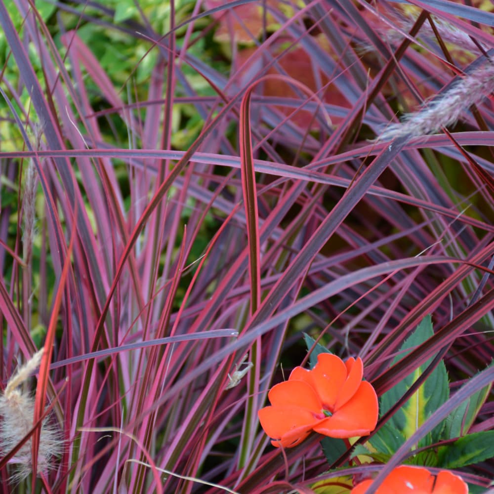 NetPS Plant Finder (www.netpsplantfinder.com)