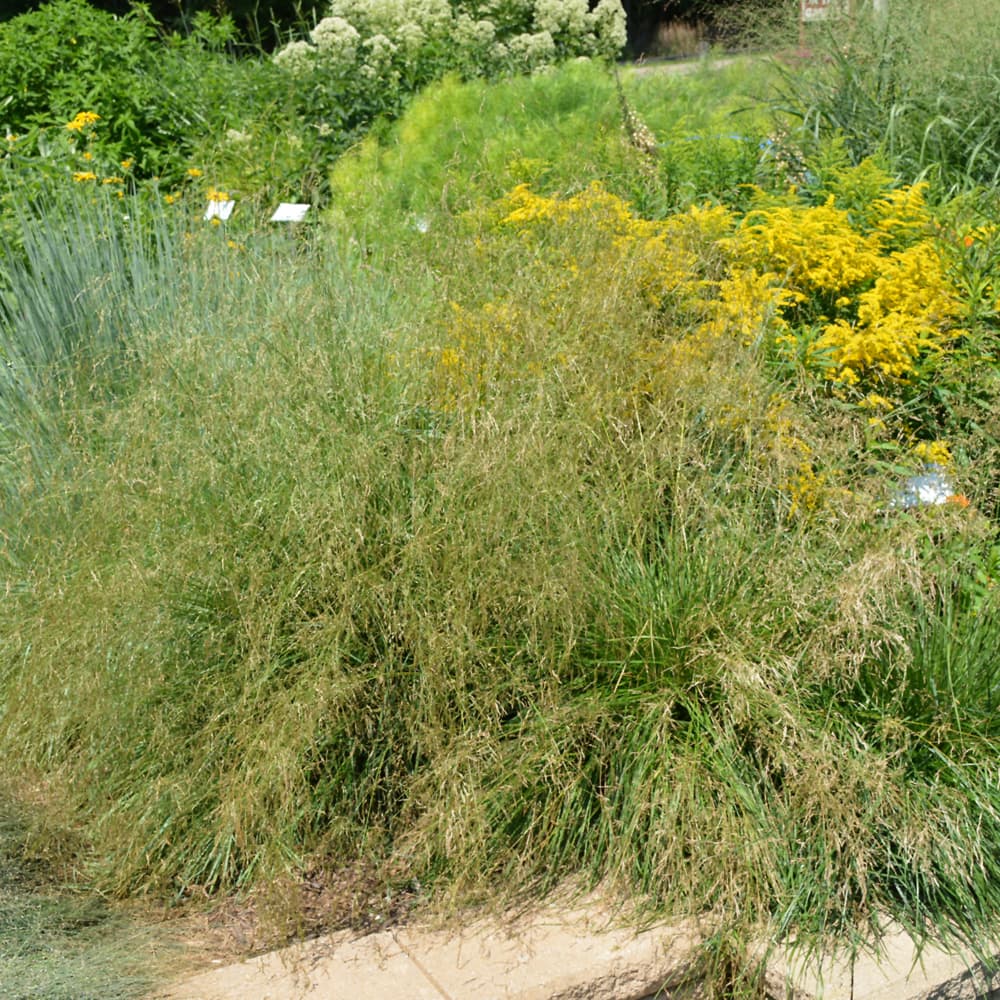 NetPS Plant Finder (www.netpsplantfinder.com)