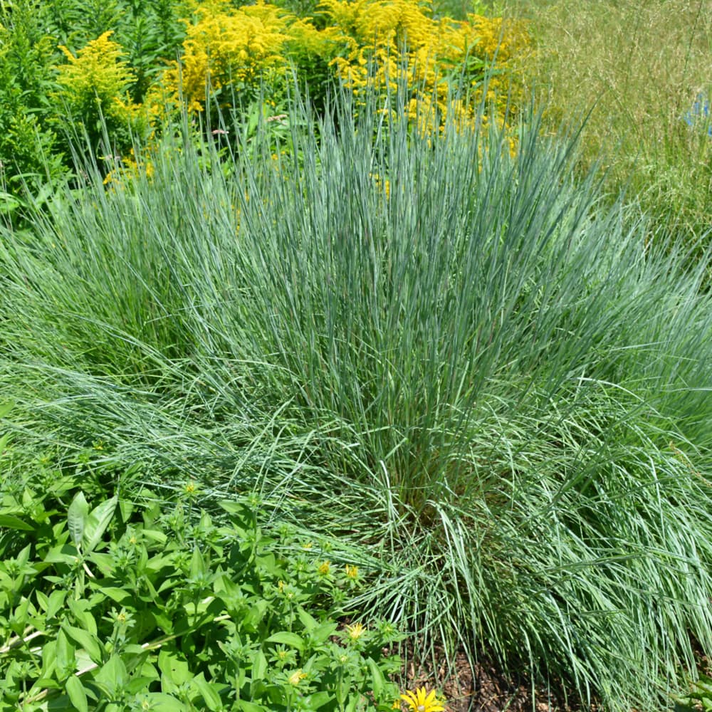 Grass Bluestem Prairie Blue