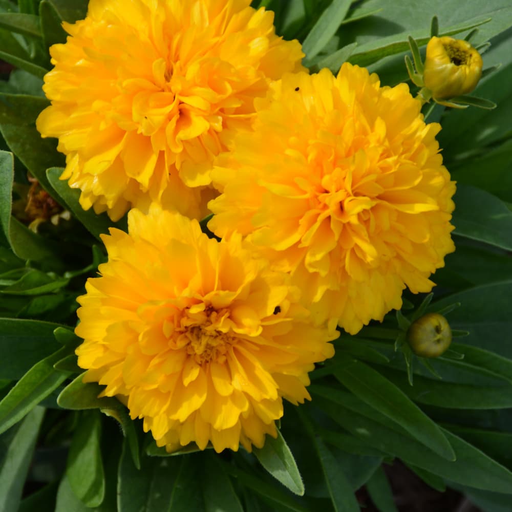 NetPS Plant Finder (www.netpsplantfinder.com)