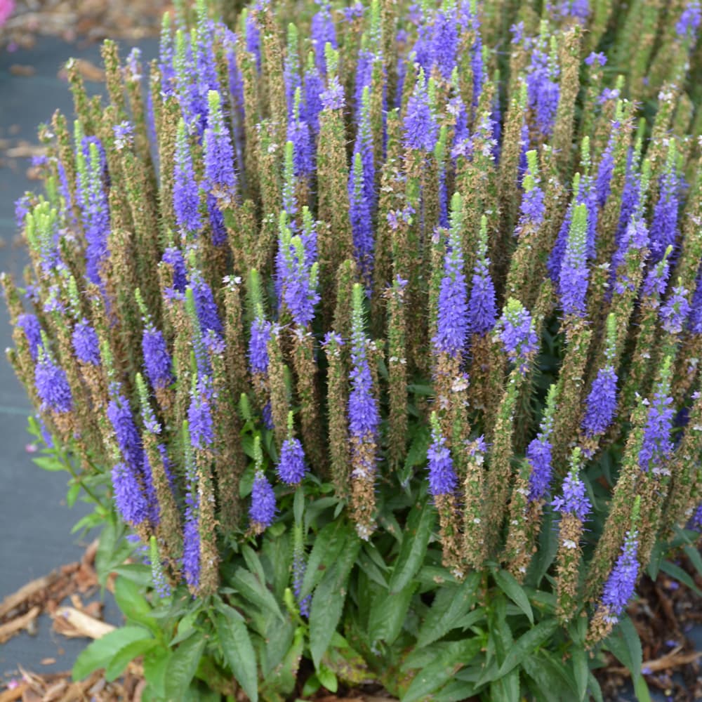 NetPS Plant Finder (www.netpsplantfinder.com)