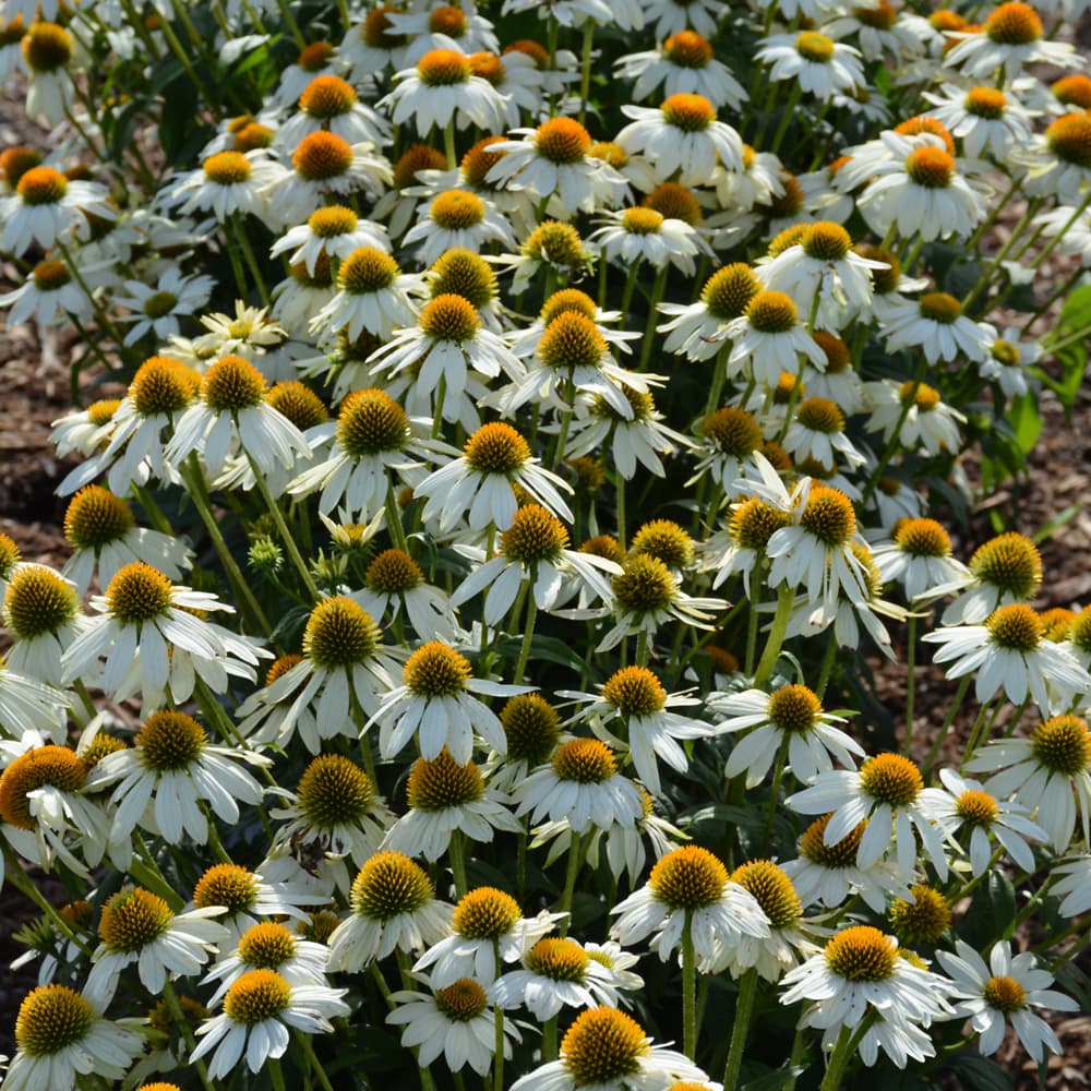 NetPS Plant Finder (www.netpsplantfinder.com)