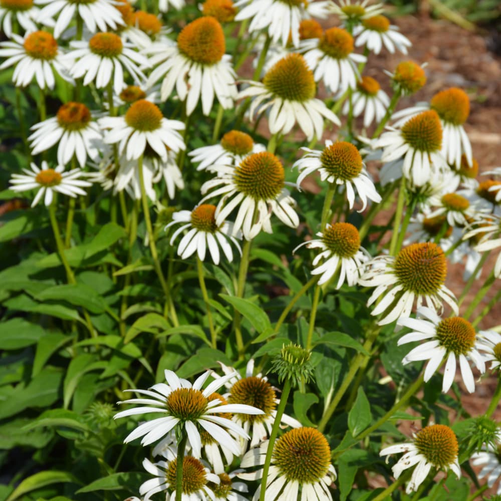 NetPS Plant Finder (www.netpsplantfinder.com)