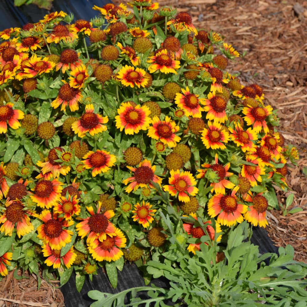 NetPS Plant Finder (www.netpsplantfinder.com)