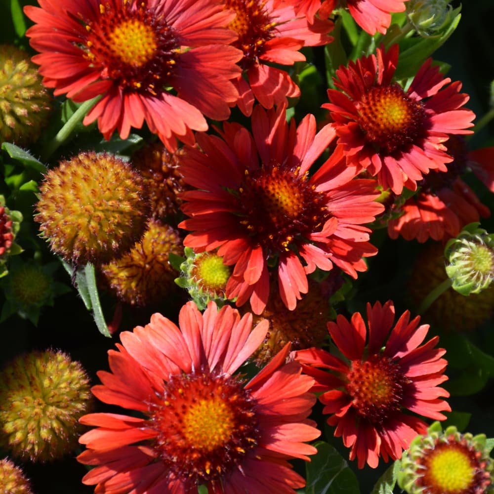 NetPS Plant Finder (www.netpsplantfinder.com)