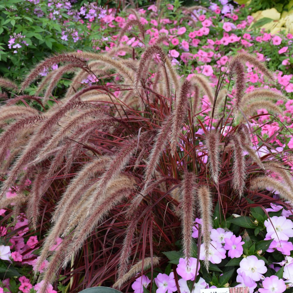 Grass Fountain Fireworks