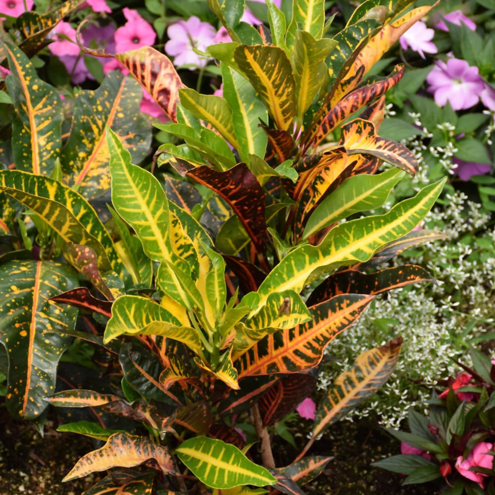 NetPS Plant Finder (www.netpsplantfinder.com)