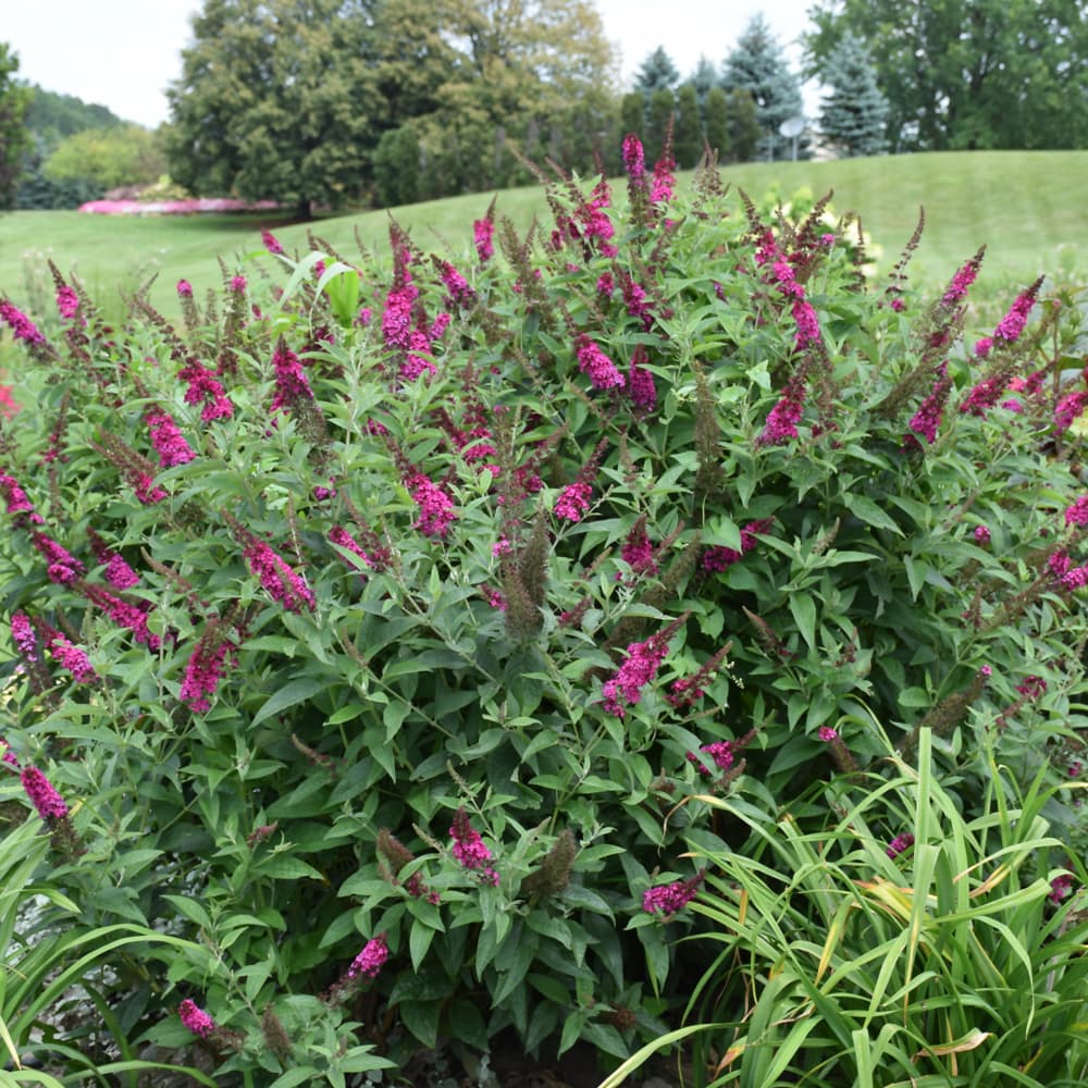 NetPS Plant Finder (www.netpsplantfinder.com)