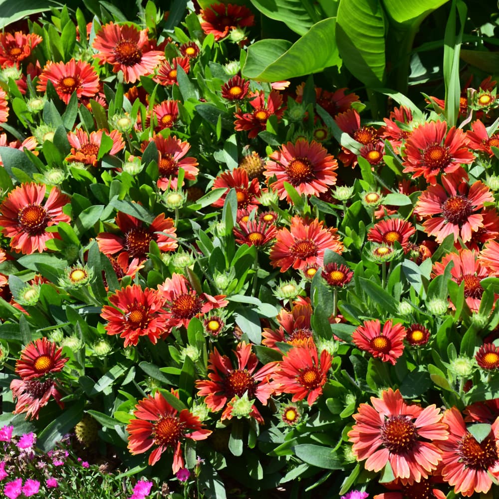 NetPS Plant Finder (www.netpsplantfinder.com)