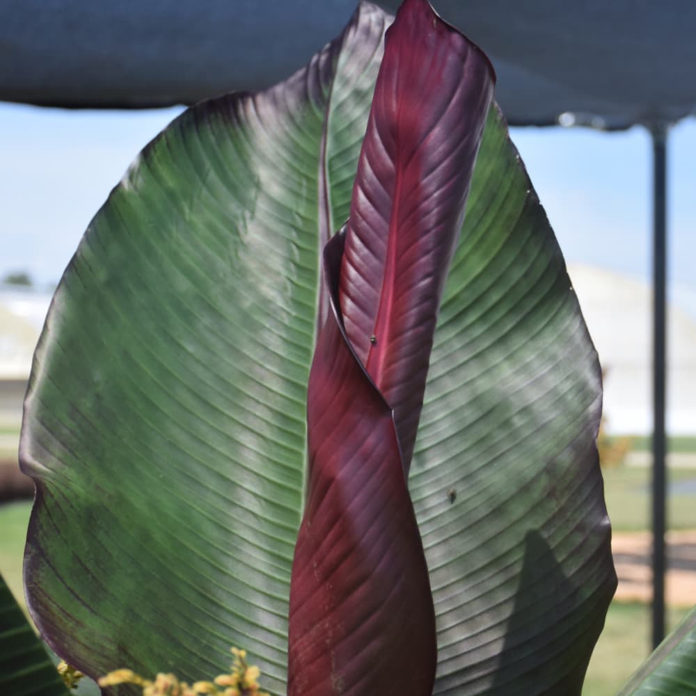 NetPS Plant Finder (www.netpsplantfinder.com)