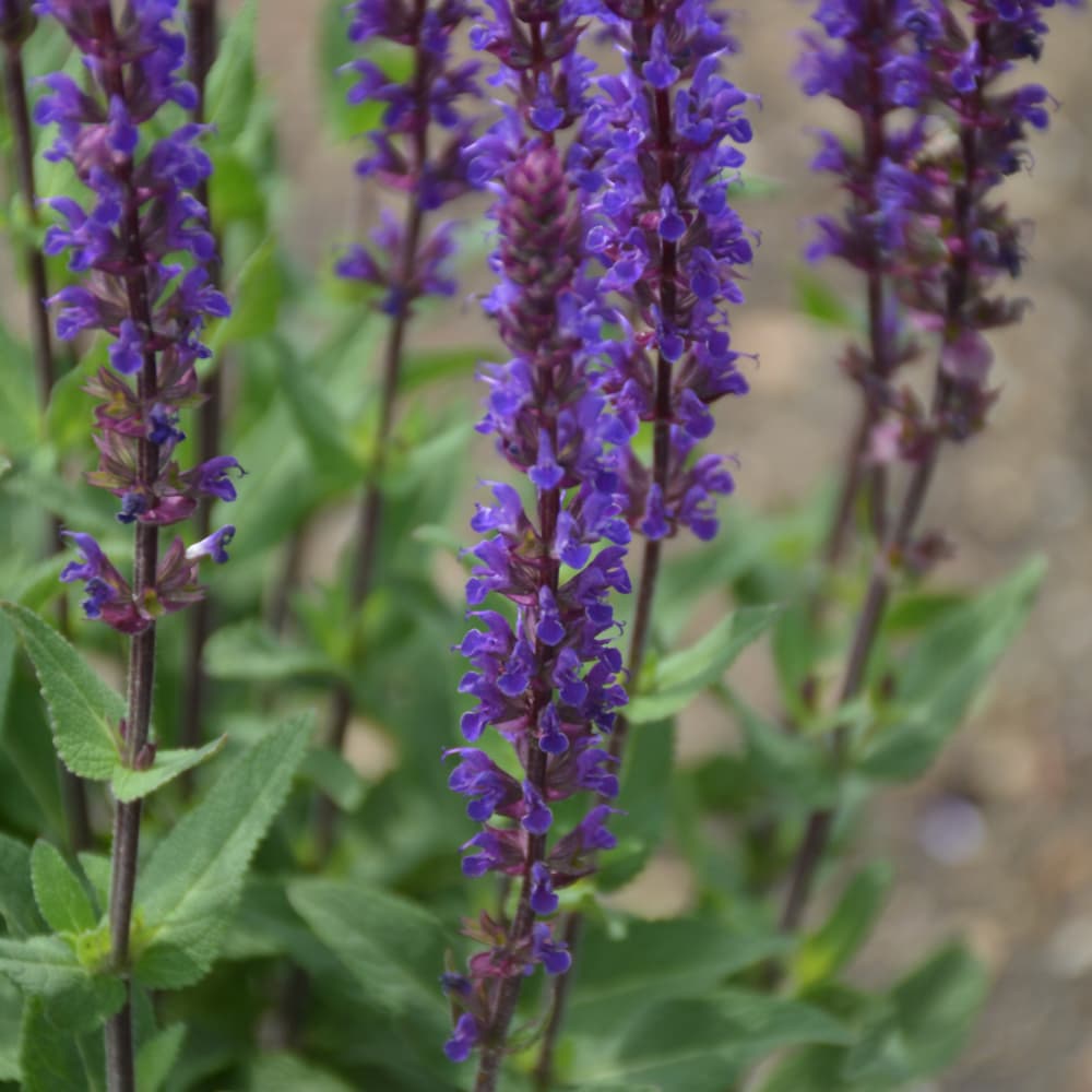 NetPS Plant Finder (www.netpsplantfinder.com)