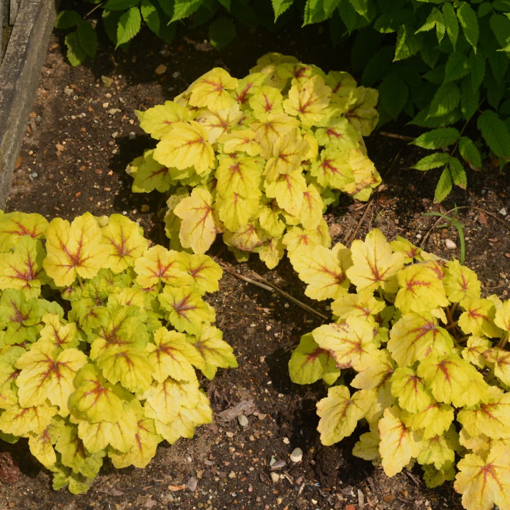 NetPS Plant Finder (www.netpsplantfinder.com)