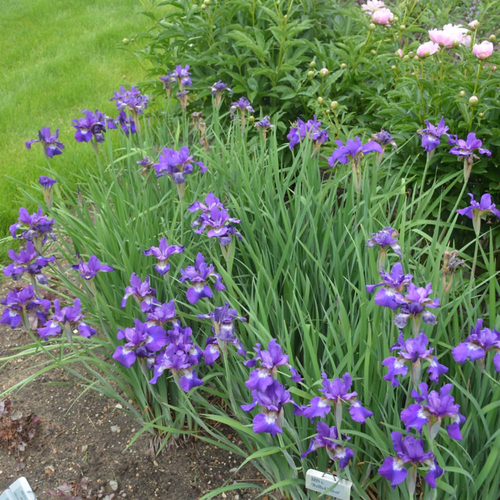 NetPS Plant Finder (www.netpsplantfinder.com)