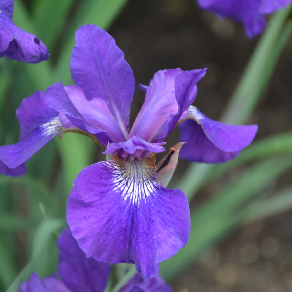 NetPS Plant Finder (www.netpsplantfinder.com)