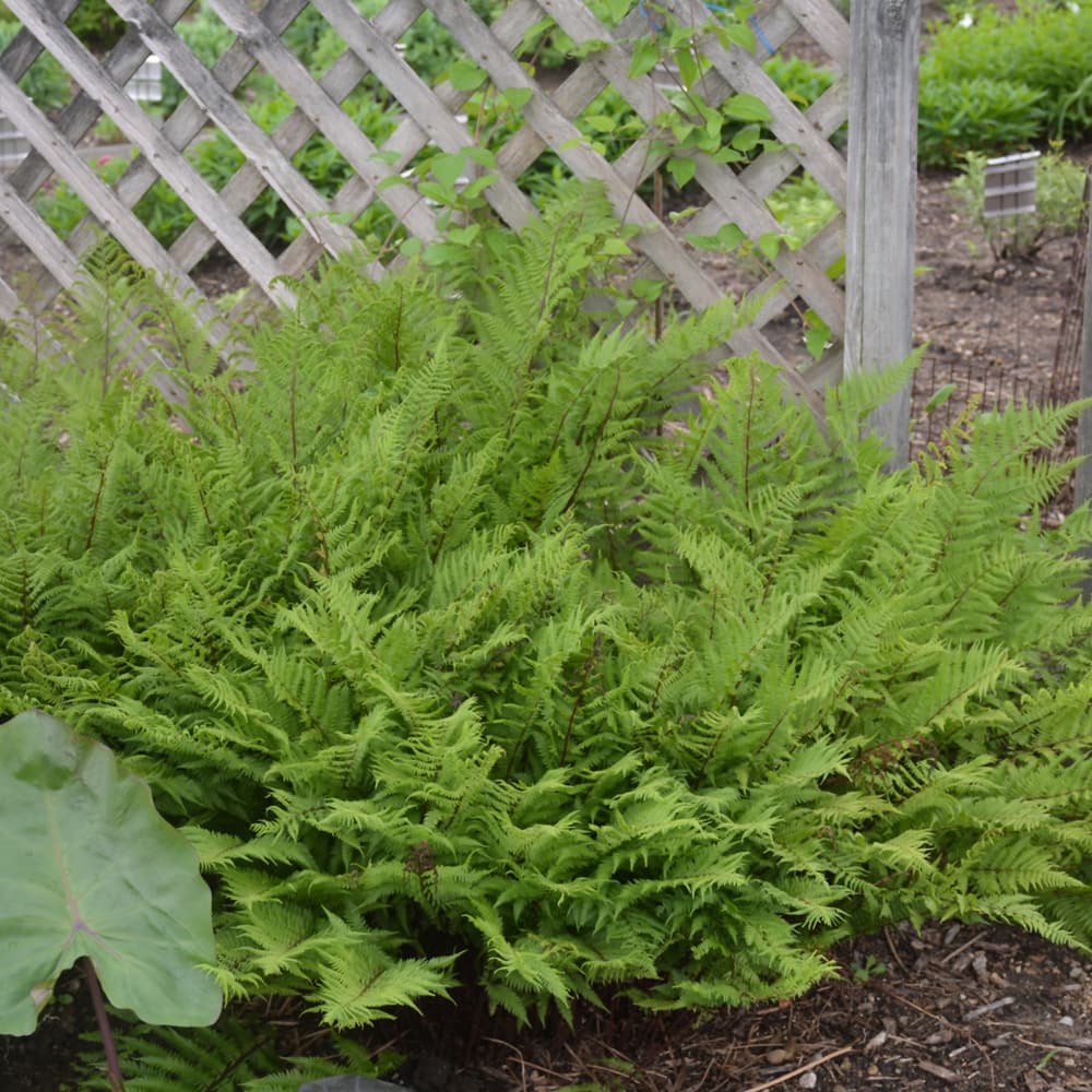 NetPS Plant Finder (www.netpsplantfinder.com)