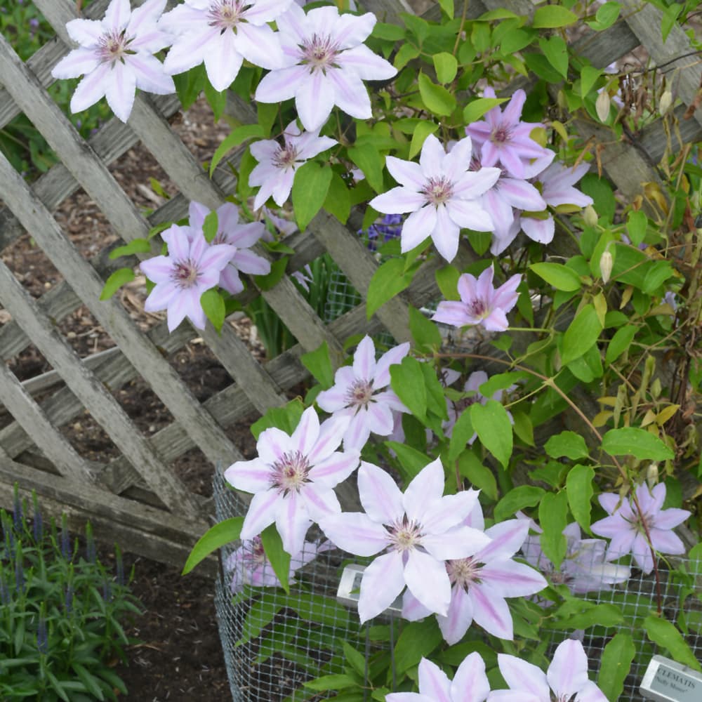 NetPS Plant Finder (www.netpsplantfinder.com)