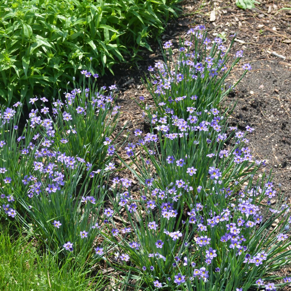 NetPS Plant Finder (www.netpsplantfinder.com)