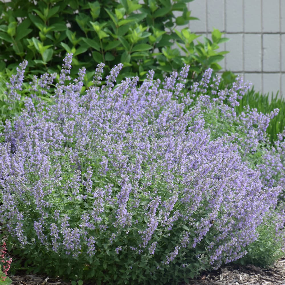 NetPS Plant Finder (www.netpsplantfinder.com)