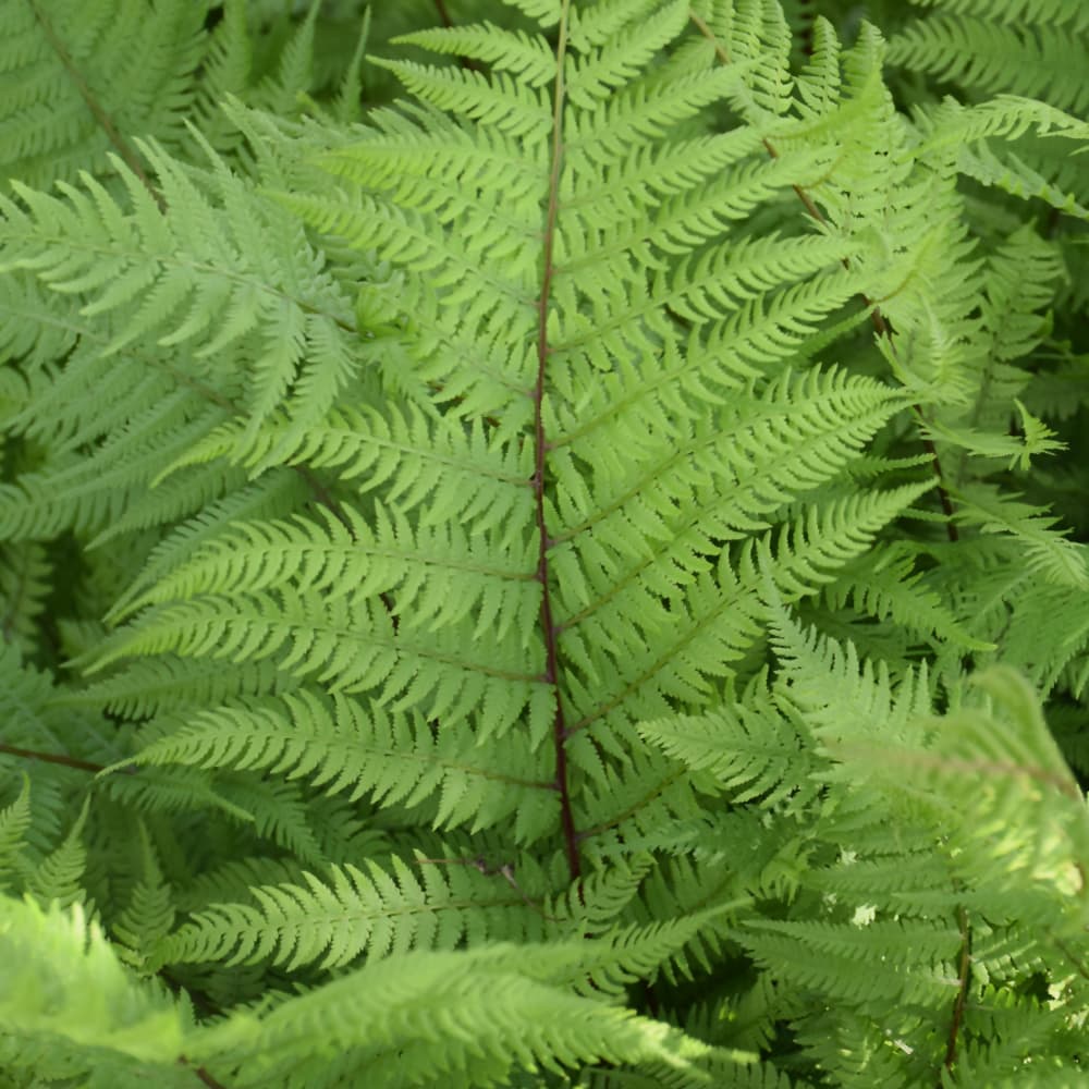 NetPS Plant Finder (www.netpsplantfinder.com)