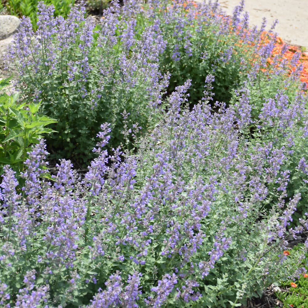 NetPS Plant Finder (www.netpsplantfinder.com)