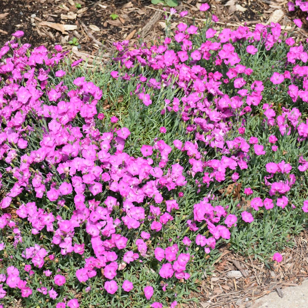 NetPS Plant Finder (www.netpsplantfinder.com)