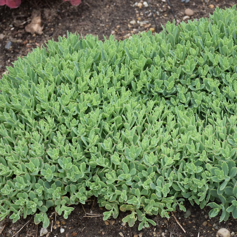 NetPS Plant Finder (www.netpsplantfinder.com)