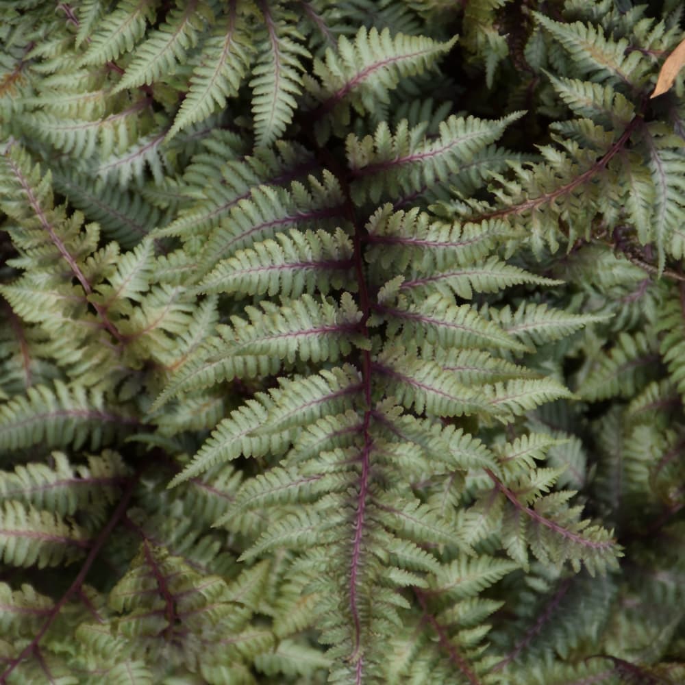 NetPS Plant Finder (www.netpsplantfinder.com)
