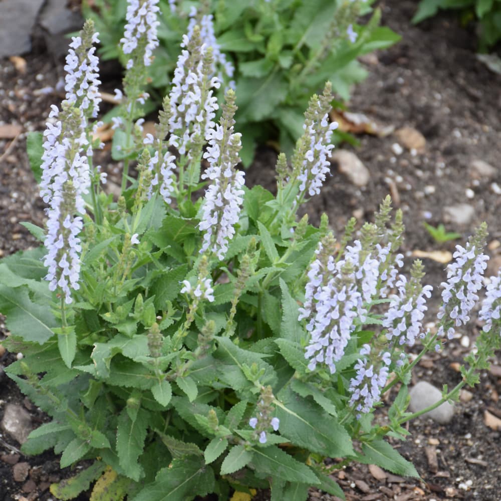 NetPS Plant Finder (www.netpsplantfinder.com)
