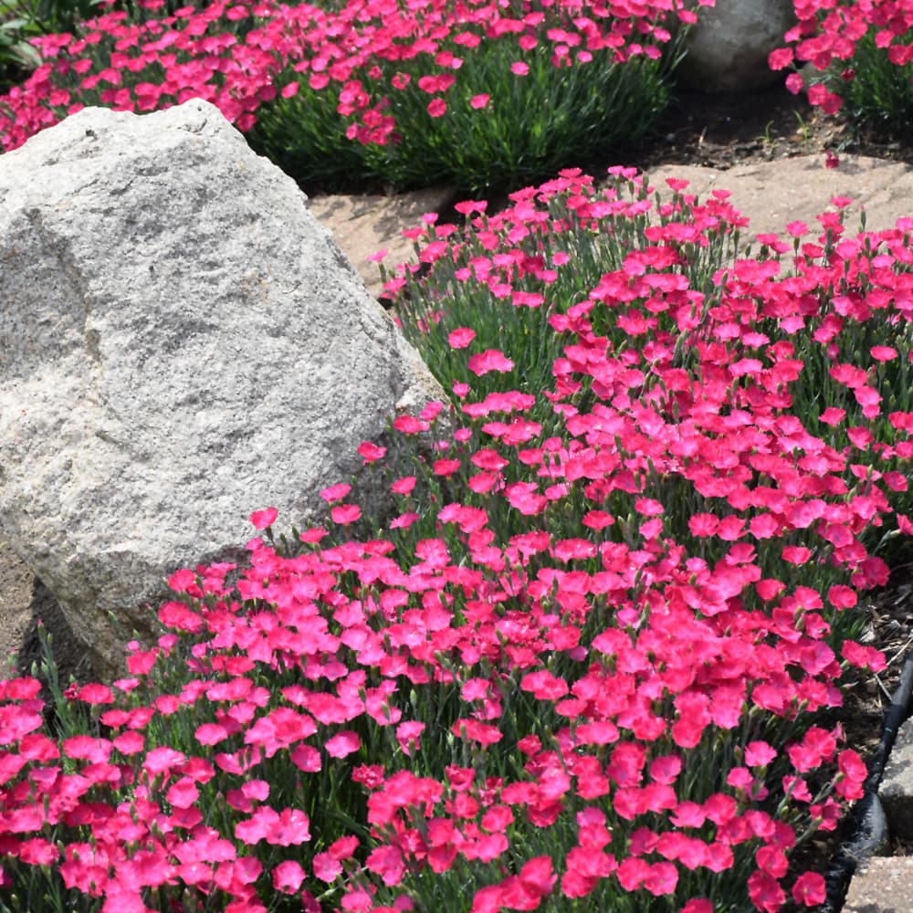 NetPS Plant Finder (www.netpsplantfinder.com)
