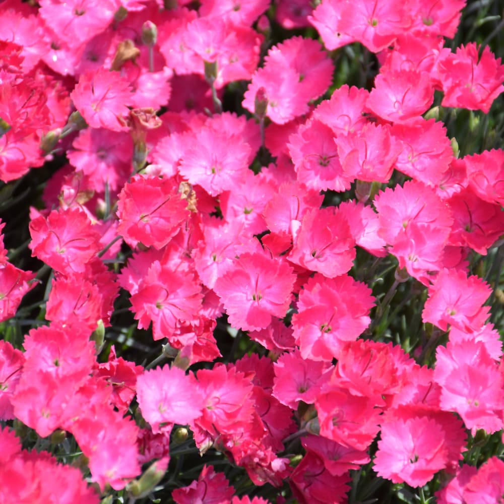 NetPS Plant Finder (www.netpsplantfinder.com)