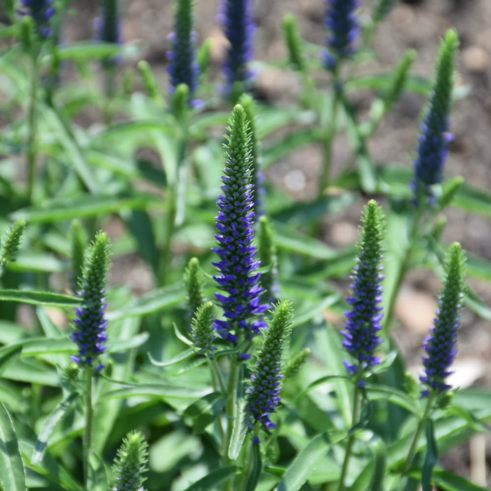 NetPS Plant Finder (www.netpsplantfinder.com)