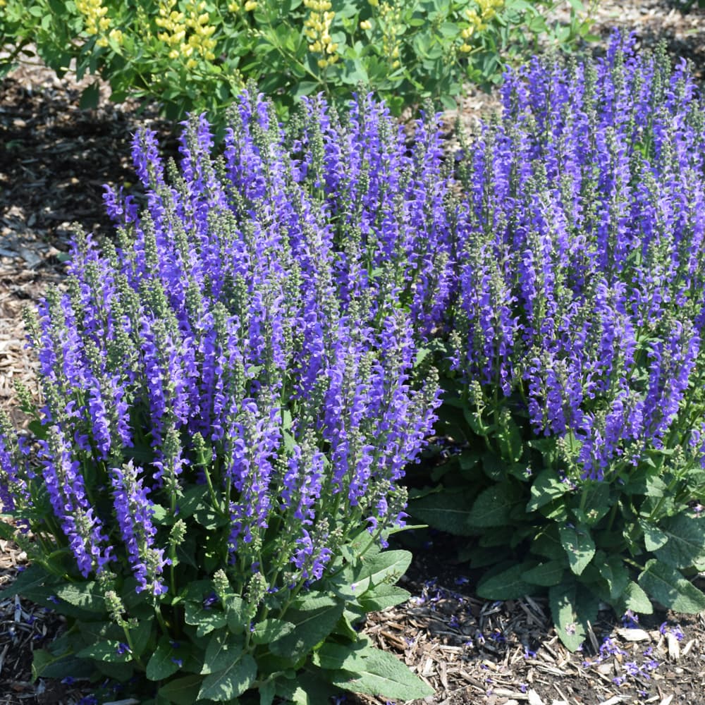 NetPS Plant Finder (www.netpsplantfinder.com)