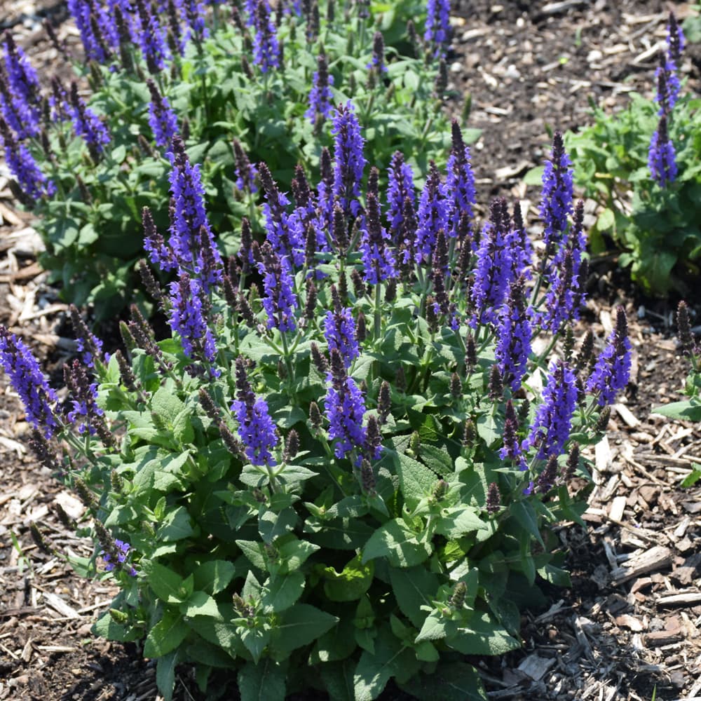 NetPS Plant Finder (www.netpsplantfinder.com)