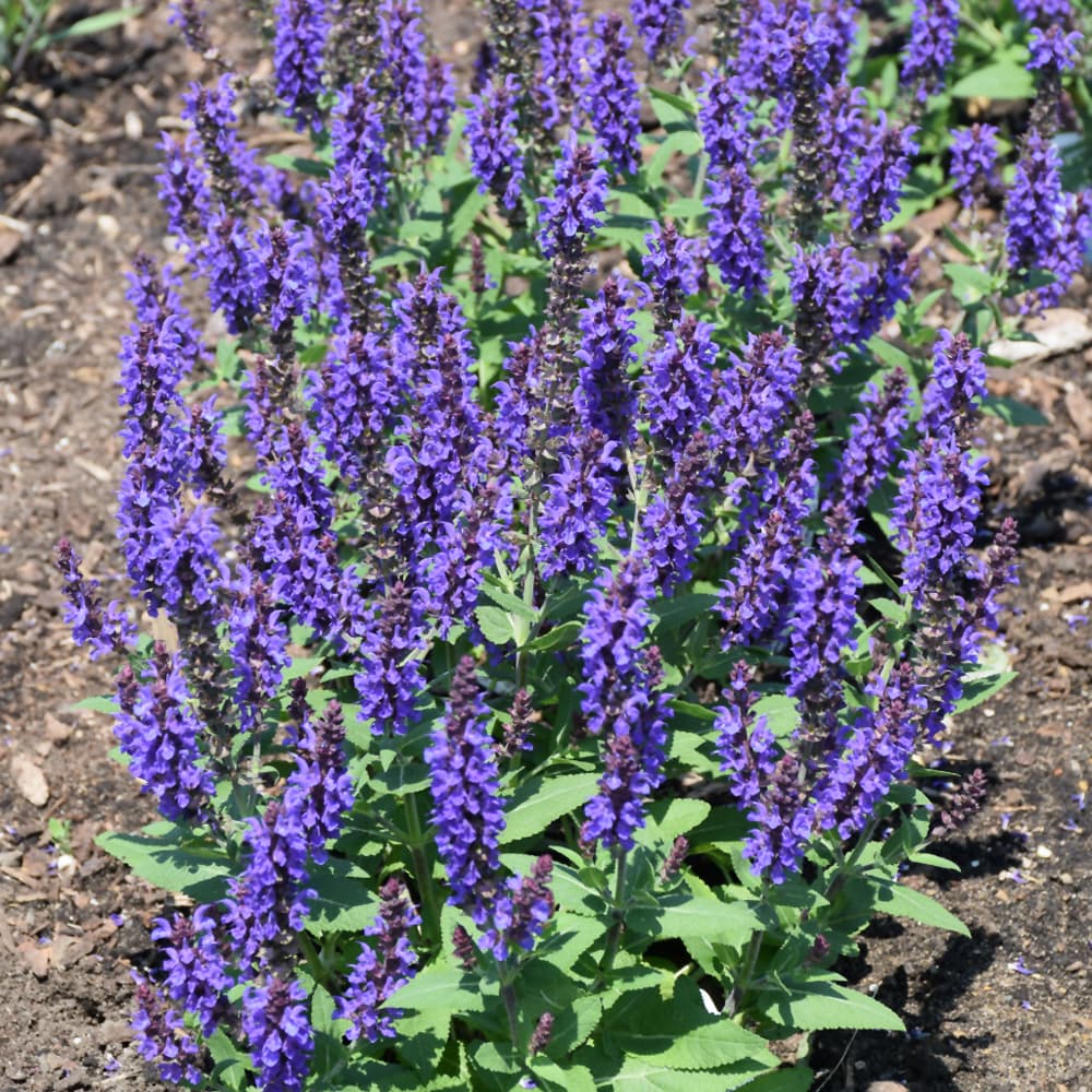 NetPS Plant Finder (www.netpsplantfinder.com)