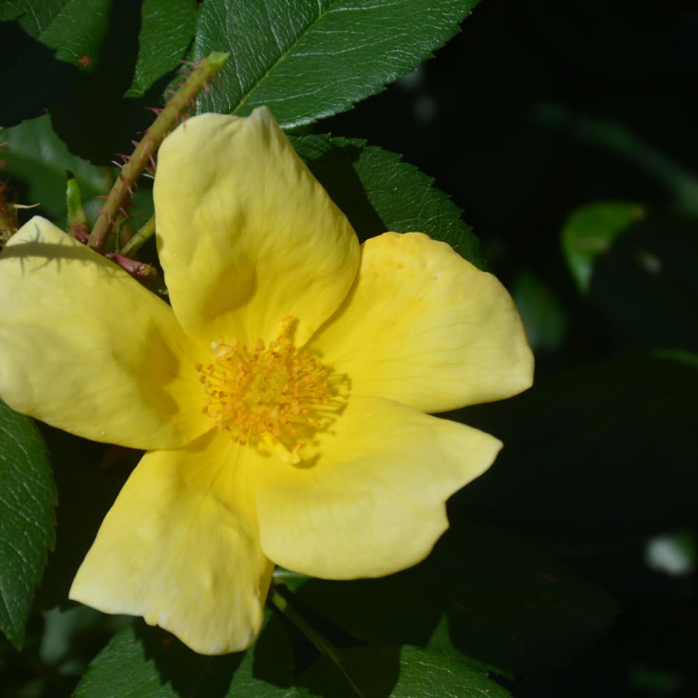 NetPS Plant Finder (www.netpsplantfinder.com)