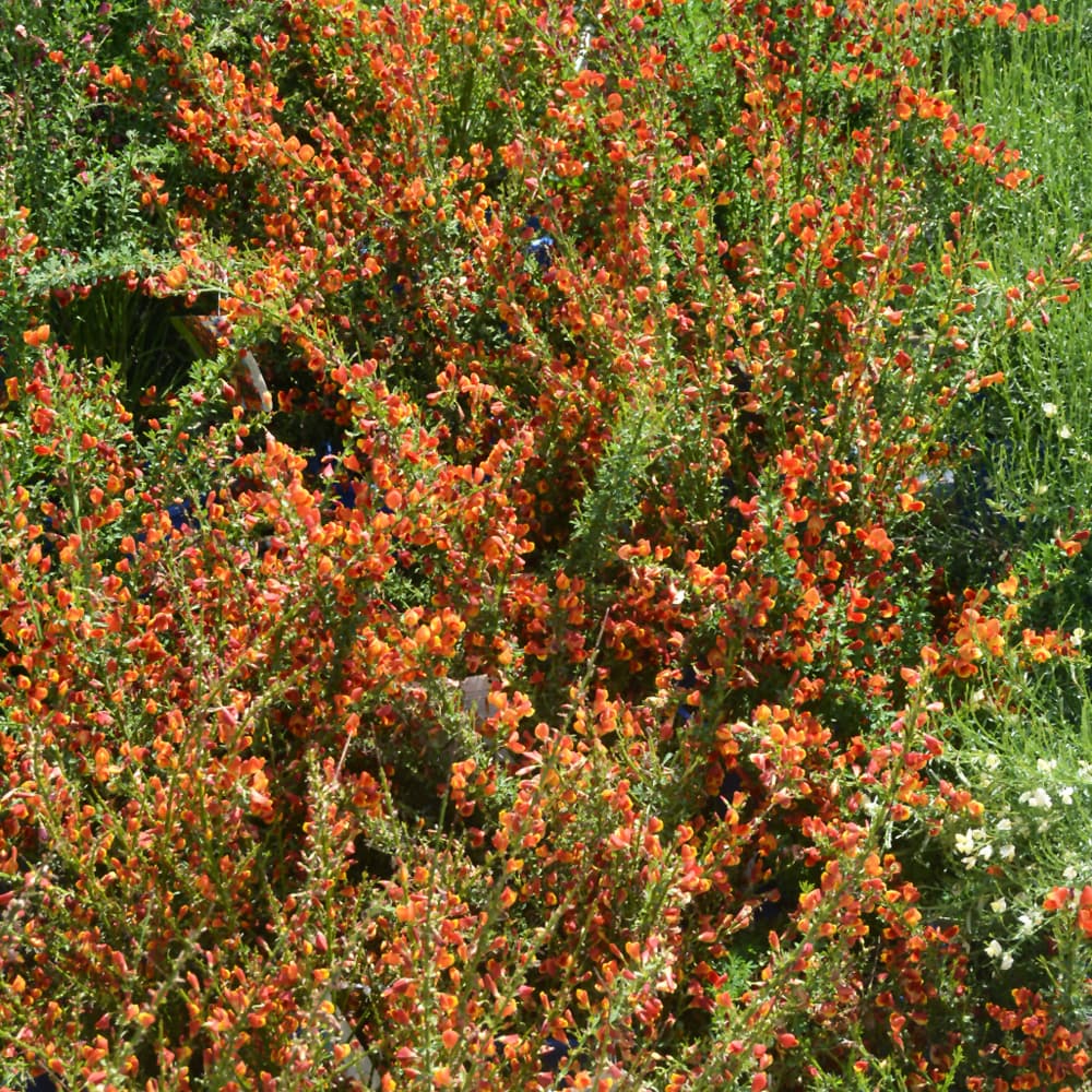 NetPS Plant Finder (www.netpsplantfinder.com)