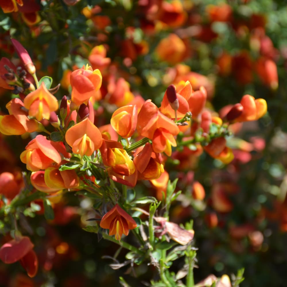 NetPS Plant Finder (www.netpsplantfinder.com)